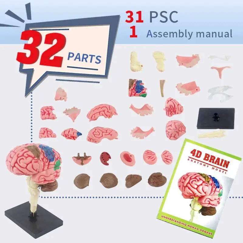 4D Human Brain Model STEM Toy for Hands On Learning - ToylandEU