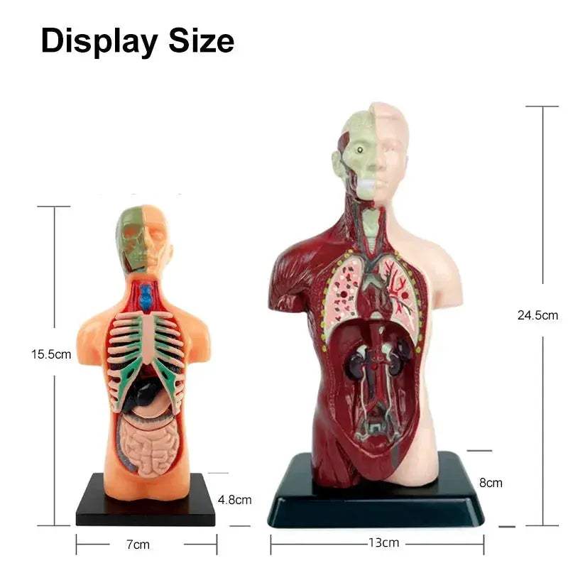 4D Human Torso Anatomical Model With Internal Organs Display - ToylandEU