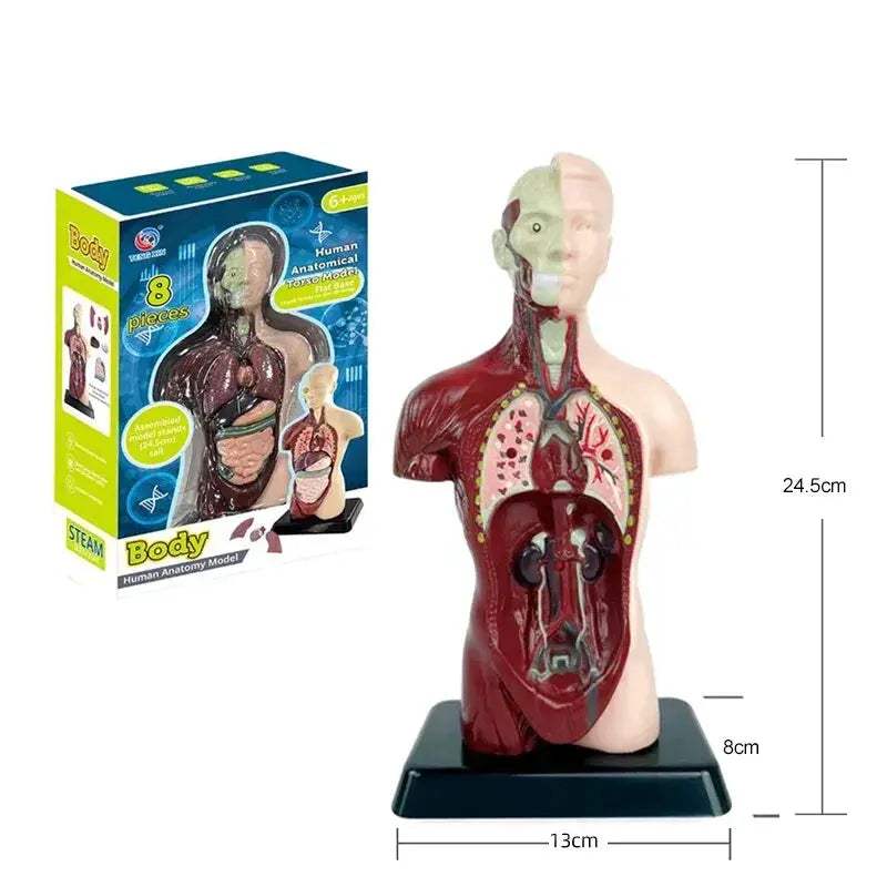4D Human Torso Anatomical Model With Internal Organs Display - ToylandEU
