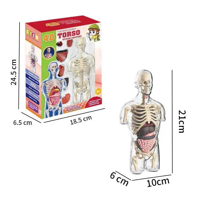 4D Human Torso Anatomical Model With Internal Organs Display - ToylandEU