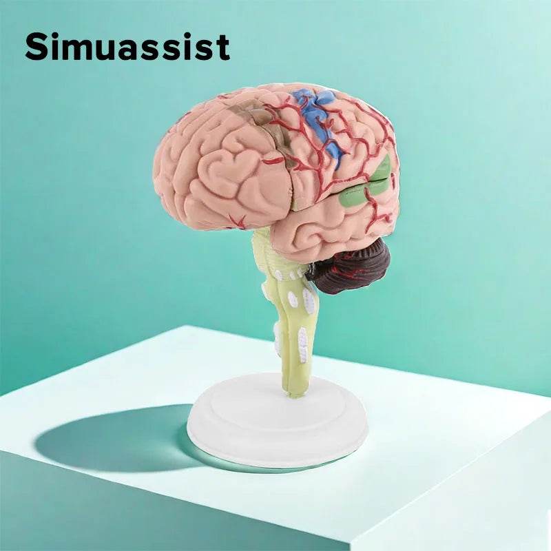 4D Medical Removable Mini Brain Model Assembled Structure Of The Brain Anatomy Medical Teaching Tool - ToylandEU