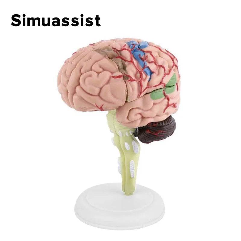 4D Medical Removable Mini Brain Model Assembled Structure Of The Brain Anatomy Medical Teaching Tool - ToylandEU