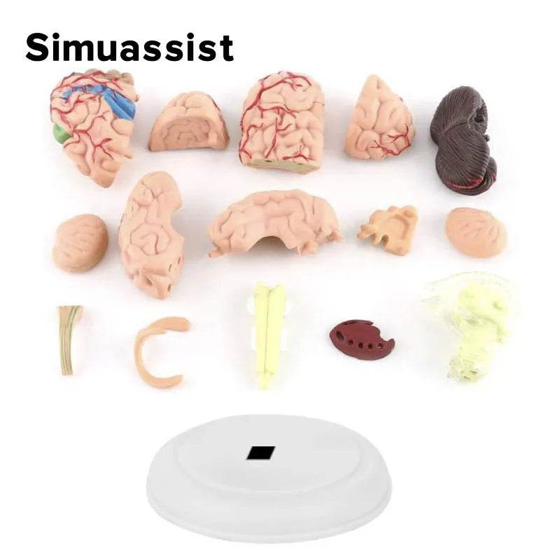 4D Medical Removable Mini Brain Model Assembled Structure Of The Brain Anatomy Medical Teaching Tool - ToylandEU