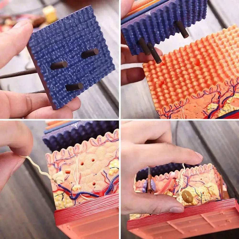 4D Skin Model Puzzle For Hands On Anatomy Education Kit - ToylandEU