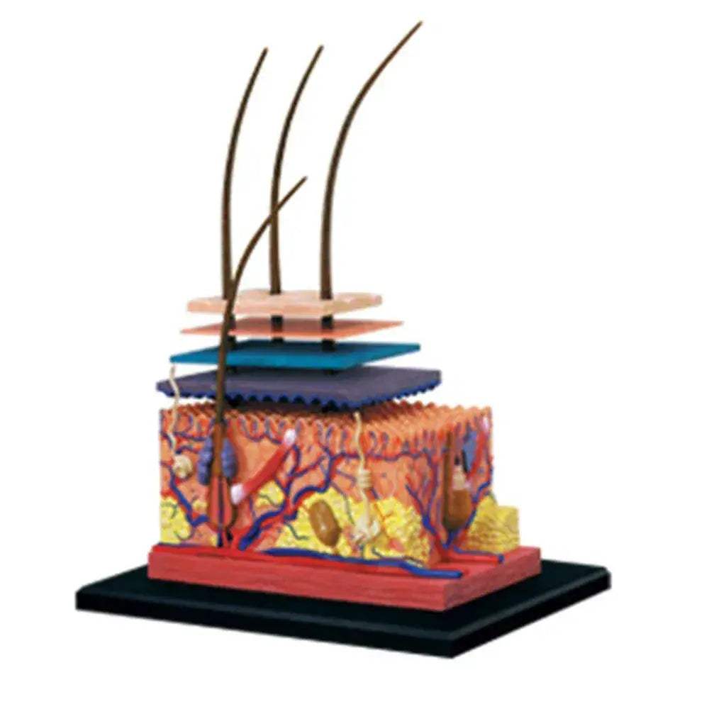 4D Skin Model Puzzle For Hands On Anatomy Education Kit - ToylandEU