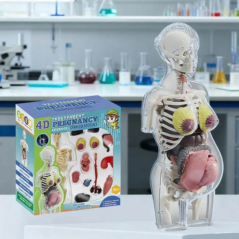 4D Transparent Pregnancy Torso Model With Organs For Kids - ToylandEU