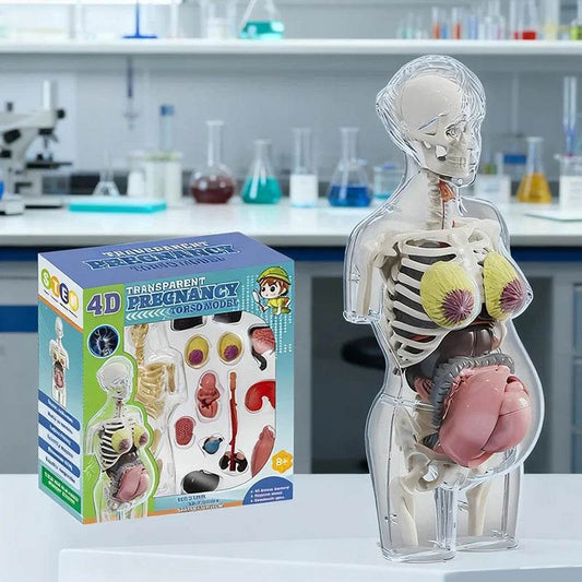 4D Transparent Pregnancy Torso Model With Organs For Kids - ToylandEU