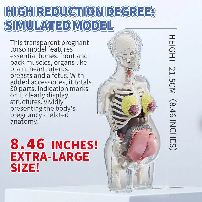4D Transparent Pregnancy Torso Model With Organs For Kids - ToylandEU
