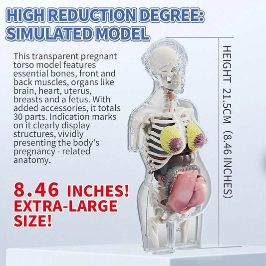 4D Transparent Pregnancy Torso Model With Organs For Kids - ToylandEU