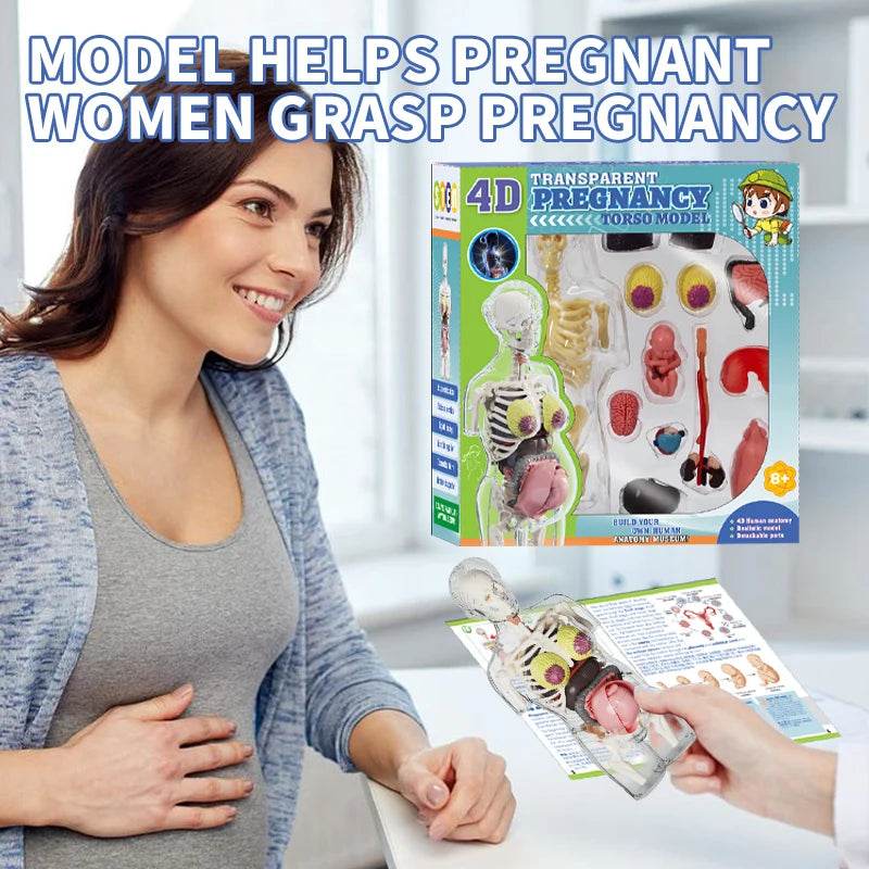 4D Transparent Pregnancy Torso Model With Organs For Kids - ToylandEU
