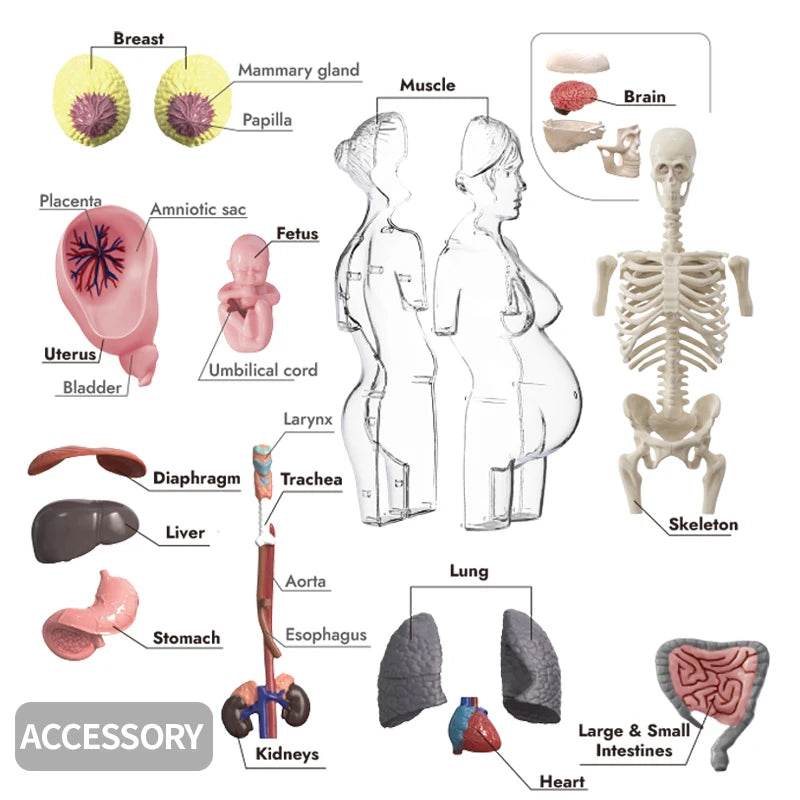 4D Transparent Pregnancy Torso Model With Organs For Kids - ToylandEU
