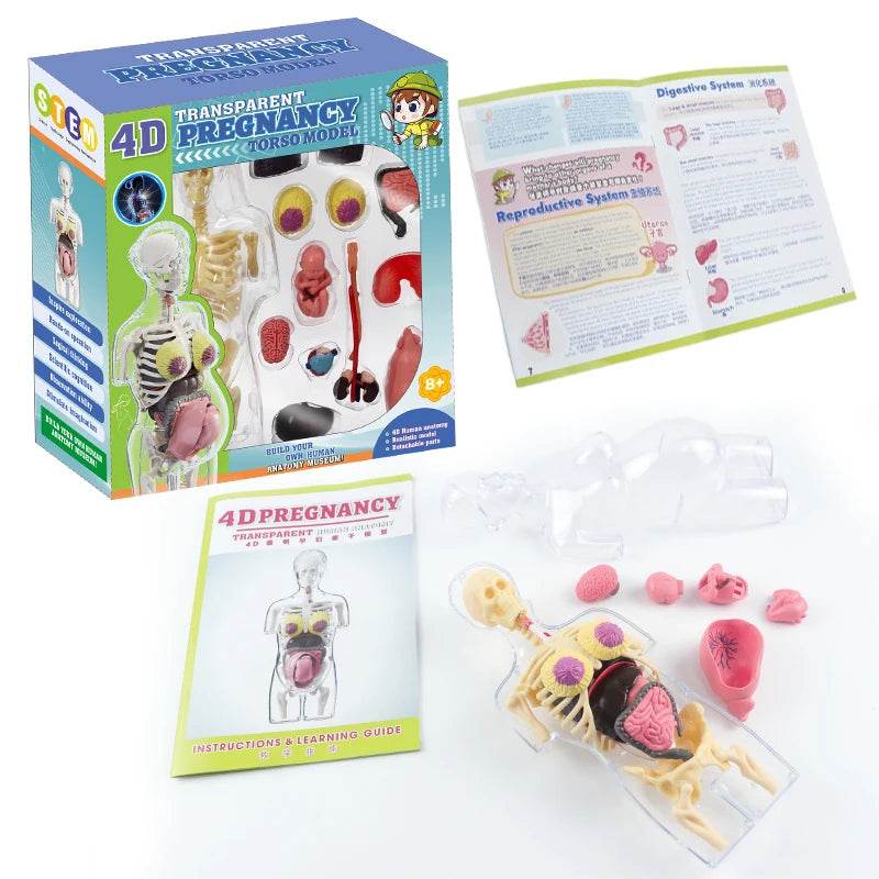 4D Transparent Pregnancy Torso Model With Organs For Kids - ToylandEU