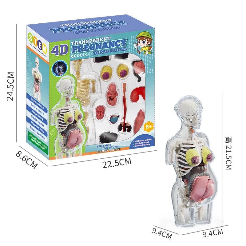 4D Transparent Pregnancy Torso Model With Organs For Kids - ToylandEU