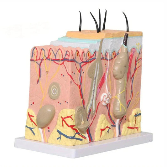  50X Times Human Big Anatomical Skin Magnified Tissue Structure Model with Hair Enlarged -  ToylandEU™