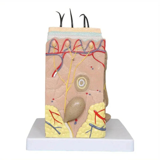  50X Times Human Big Anatomical Skin Magnified Tissue Structure Model with Hair Enlarged -  ToylandEU™