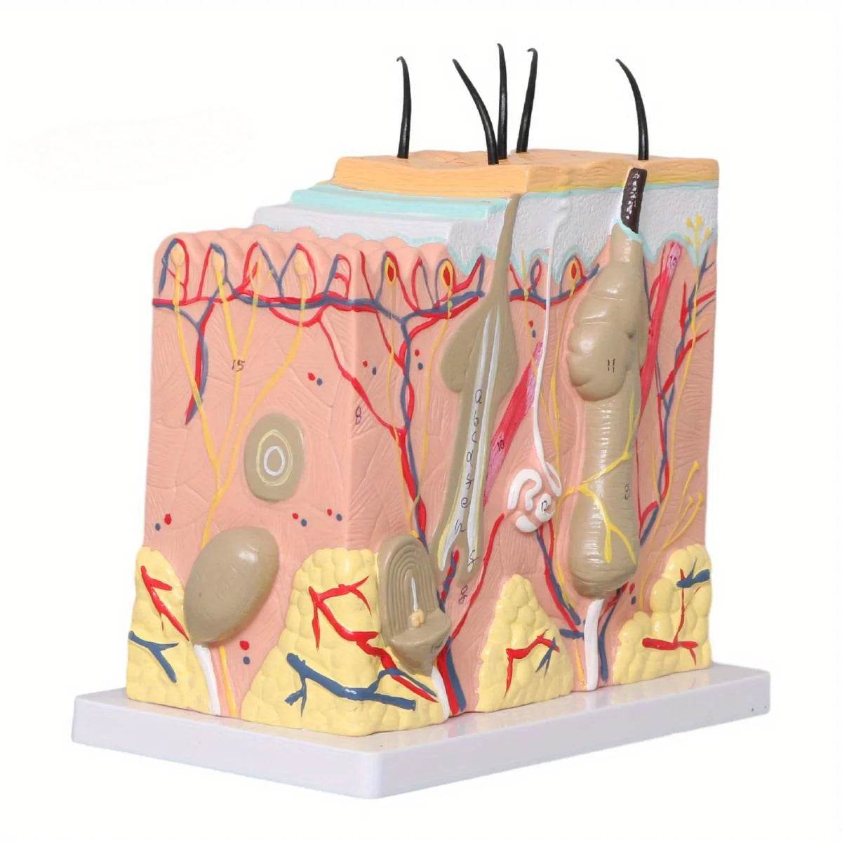 50X Times Human Big Anatomical Skin Magnified Tissue Structure Model with Hair Enlarged - ToylandEU