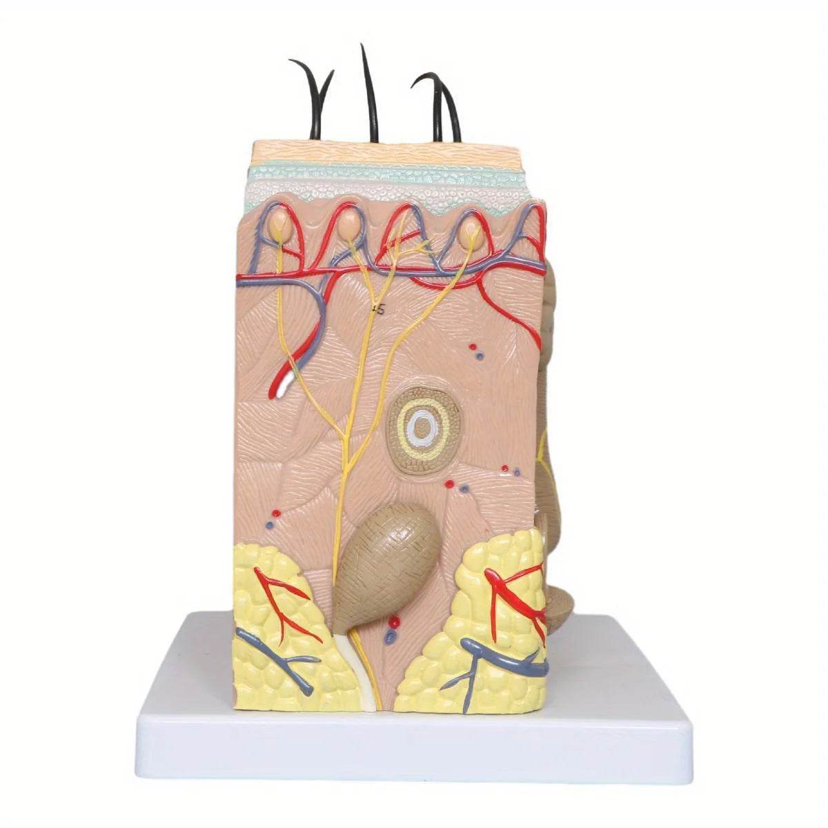 50X Times Human Big Anatomical Skin Magnified Tissue Structure Model with Hair Enlarged - ToylandEU