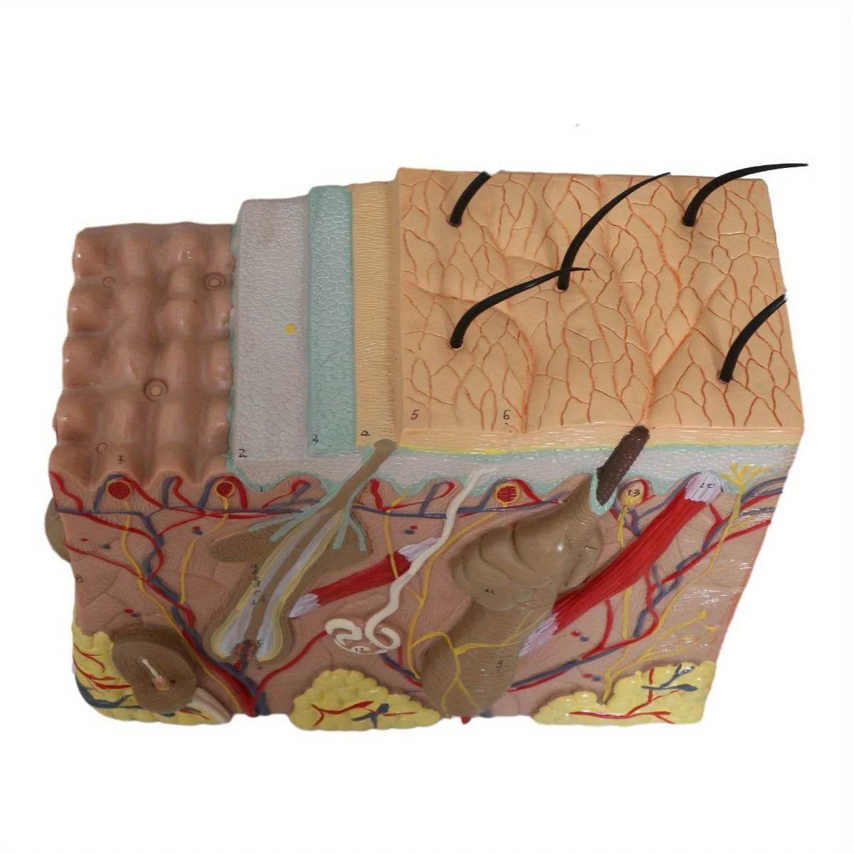 50X Times Human Big Anatomical Skin Magnified Tissue Structure Model with Hair Enlarged - ToylandEU