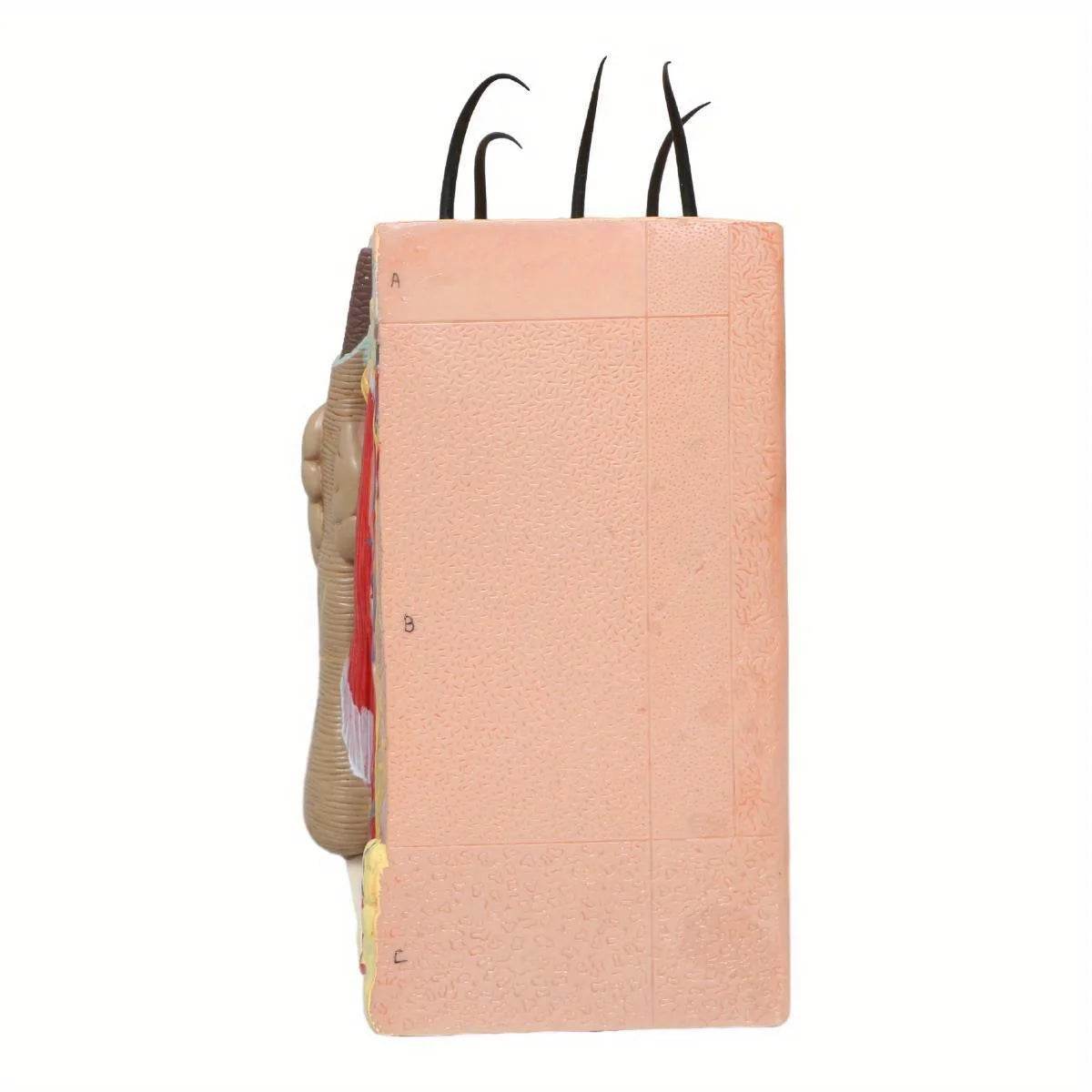 50X Times Human Big Anatomical Skin Magnified Tissue Structure Model with Hair Enlarged - ToylandEU