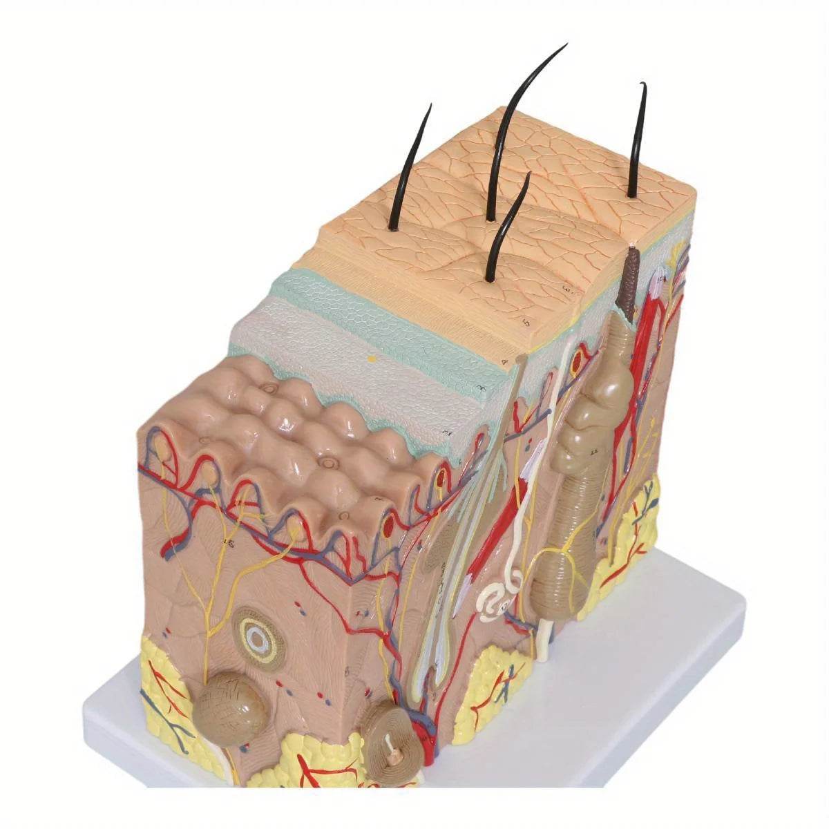 50X Times Human Big Anatomical Skin Magnified Tissue Structure Model with Hair Enlarged - ToylandEU