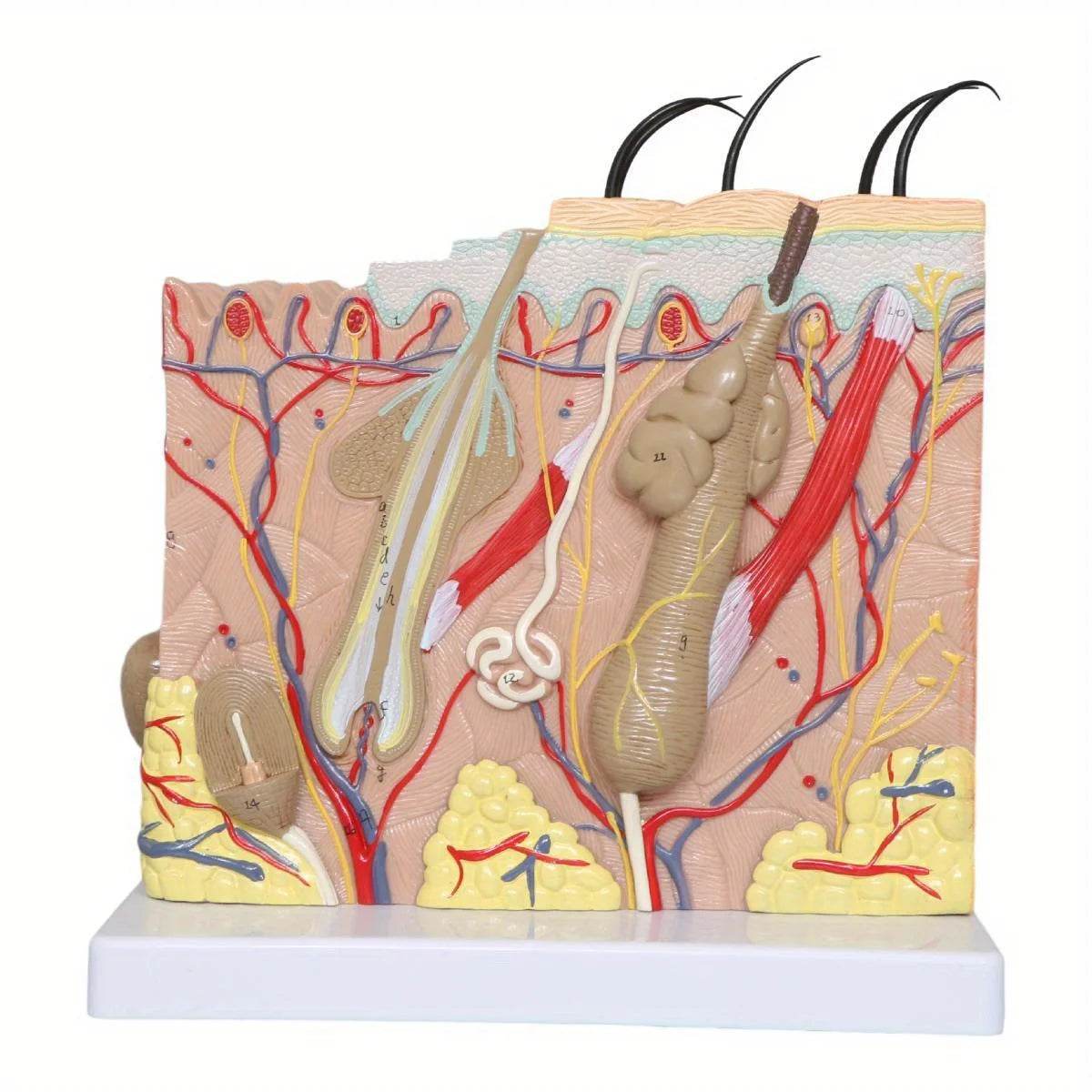 50X Times Human Big Anatomical Skin Magnified Tissue Structure Model with Hair Enlarged - ToylandEU