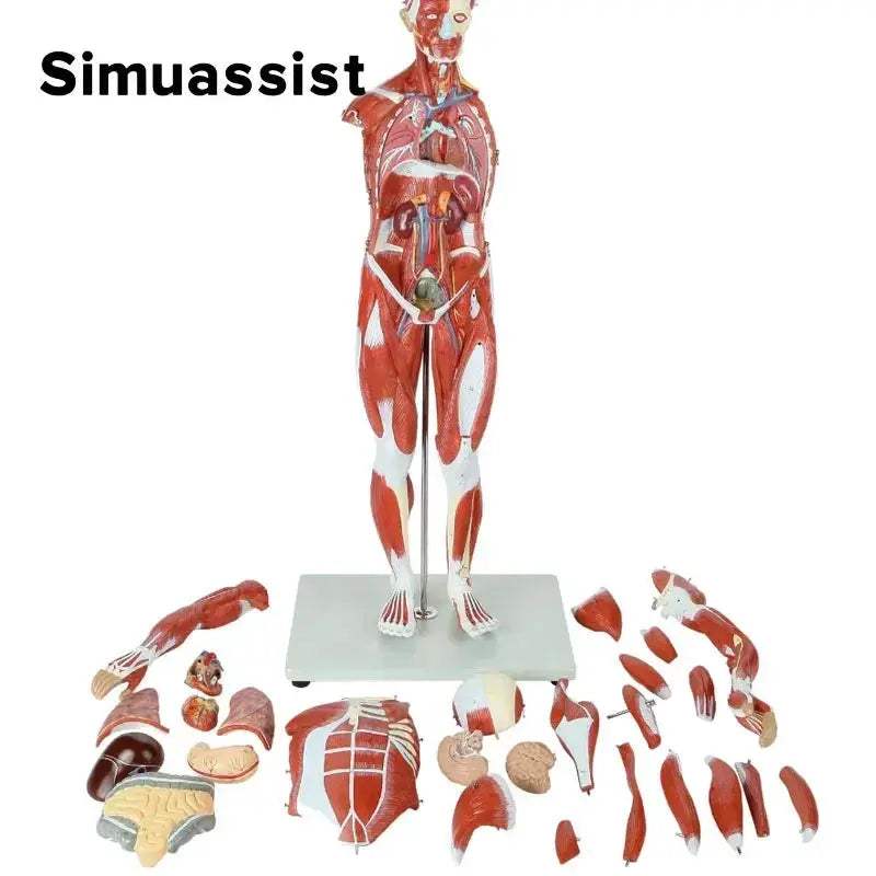 80CM Human Muscular Anatomy Model with Organs for Education - ToylandEU
