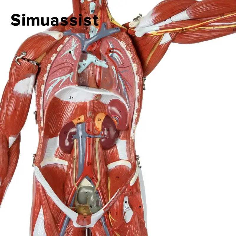 80CM Human Muscular Anatomy Model with Organs for Education - ToylandEU