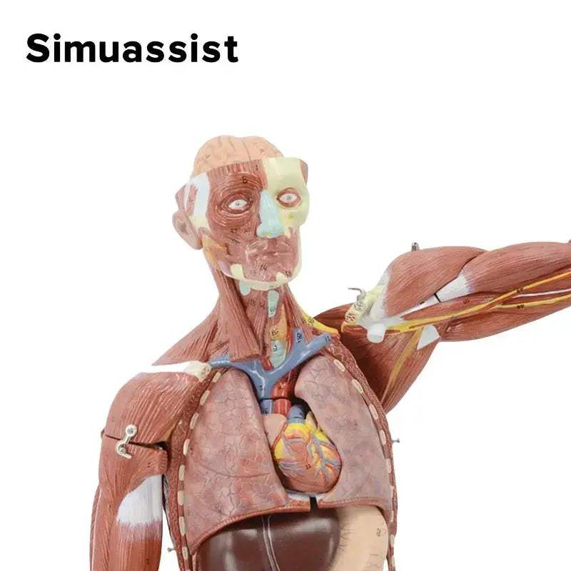 80CM Human Muscular Anatomy Model with Organs for Education - ToylandEU
