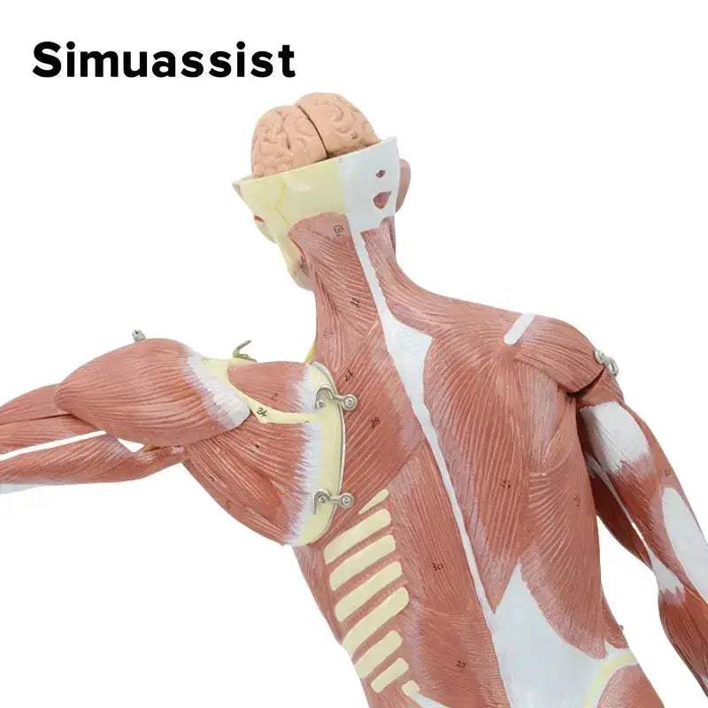 80CM Human Muscular Anatomy Model with Organs for Education - ToylandEU
