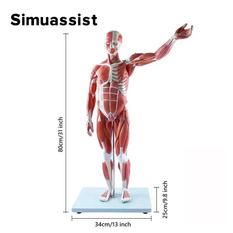 80CM Human Muscular Anatomy Model with Organs for Education - ToylandEU