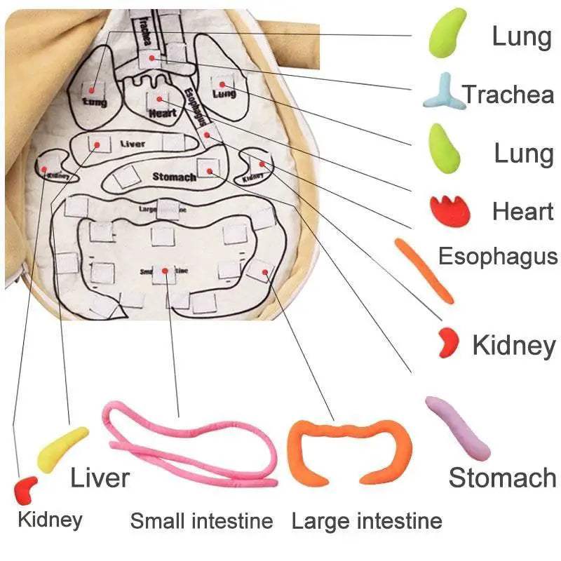  Amazing Anatomy Plush Toy Kit 49X33X6CM Toyland EU -  ToylandEU™