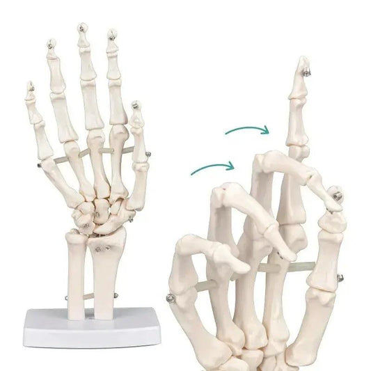  Anatomical Hand Skeleton Model For Medical Study -  ToylandEU™
