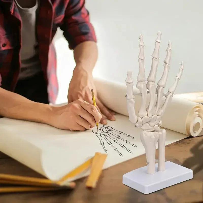  Anatomical Hand Skeleton Model For Medical Study -  ToylandEU™