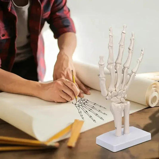  Anatomical Hand Skeleton Model For Medical Study -  ToylandEU™
