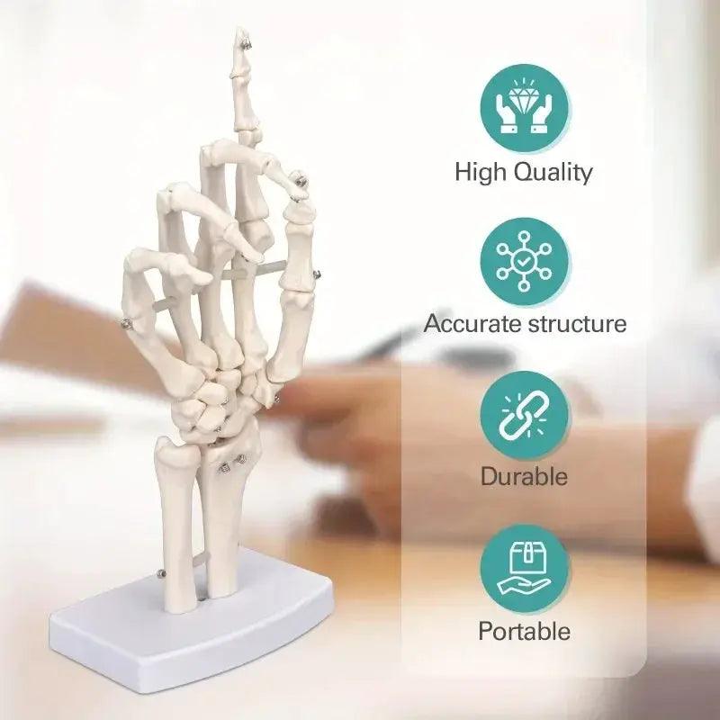  Anatomical Hand Skeleton Model For Medical Study -  ToylandEU™
