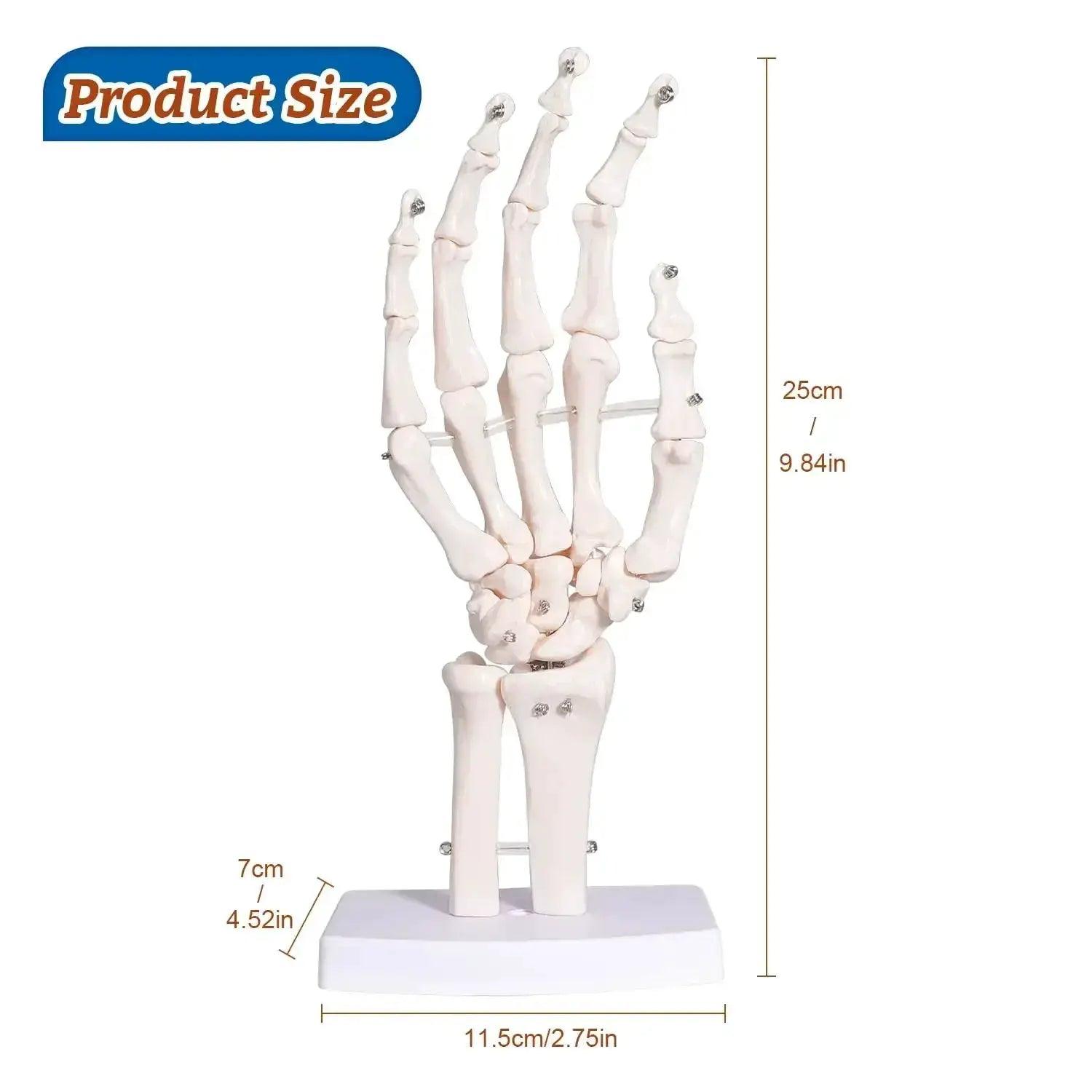  Anatomical Hand Skeleton Model For Medical Study -  ToylandEU™