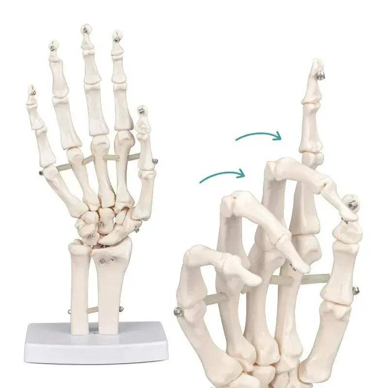 Anatomical Hand Skeleton Model For Medical Study And Desk Decor - ToylandEU