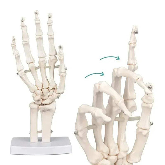 Anatomical Hand Skeleton Model For Medical Study And Desk Decor - ToylandEU