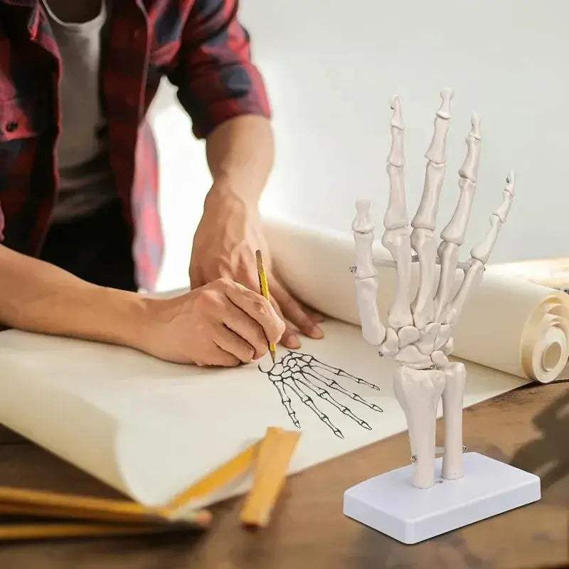 Anatomical Hand Skeleton Model For Medical Study And Desk Decor - ToylandEU