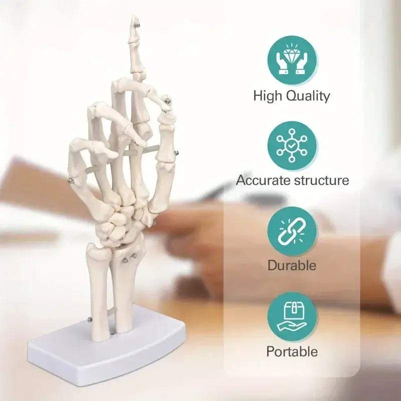 Anatomical Hand Skeleton Model For Medical Study And Desk Decor - ToylandEU