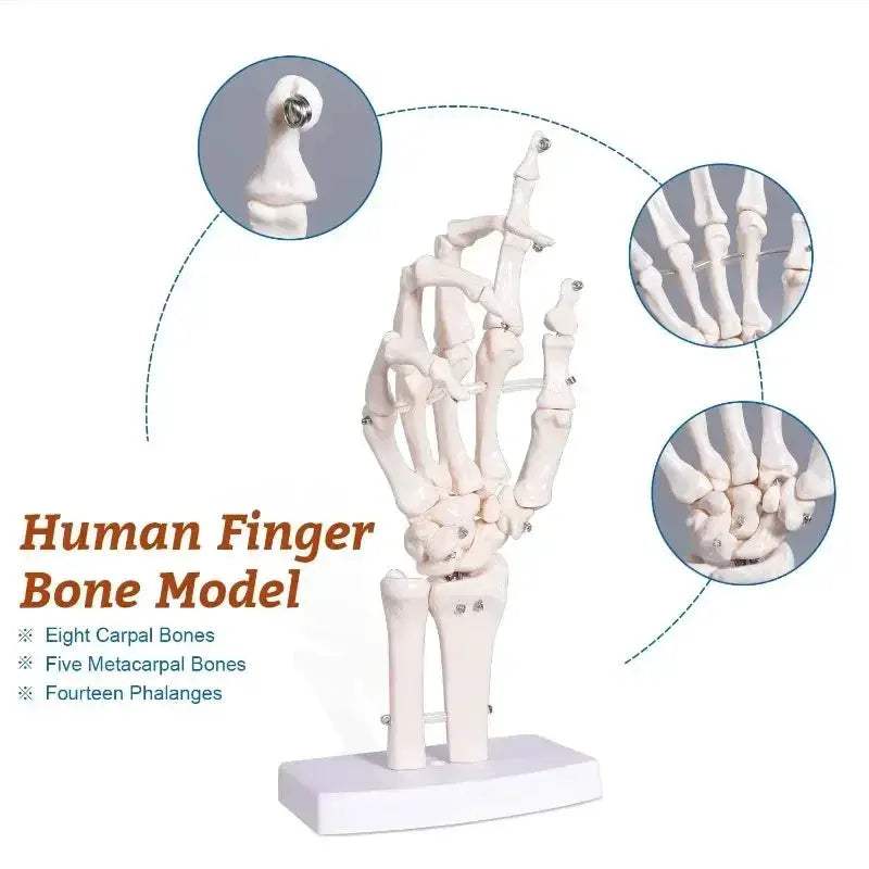 Anatomical Hand Skeleton Model For Medical Study And Desk Decor - ToylandEU