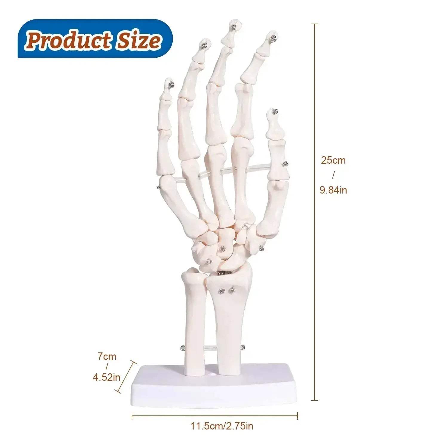 Anatomical Hand Skeleton Model For Medical Study And Desk Decor - ToylandEU