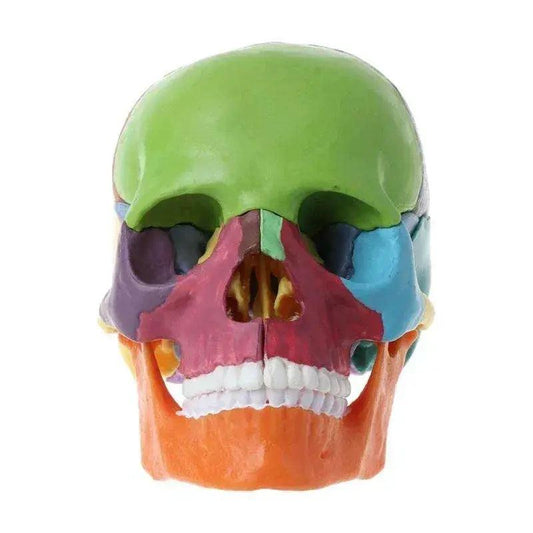  Anatomical Skull Model Detachable 4D Teaching Tool -  ToylandEU™