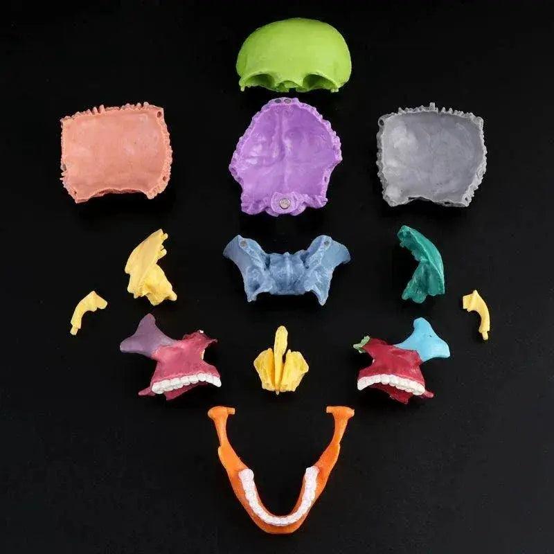  Anatomical Skull Model Detachable 4D Teaching Tool -  ToylandEU™