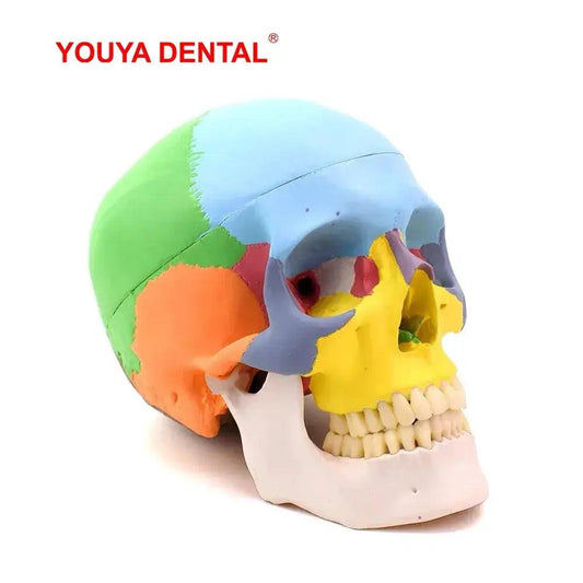  Anatomical Skull Model Detachable Life Size Dental -  ToylandEU™