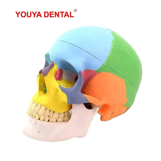  Anatomical Skull Model Detachable Life Size Dental -  ToylandEU™