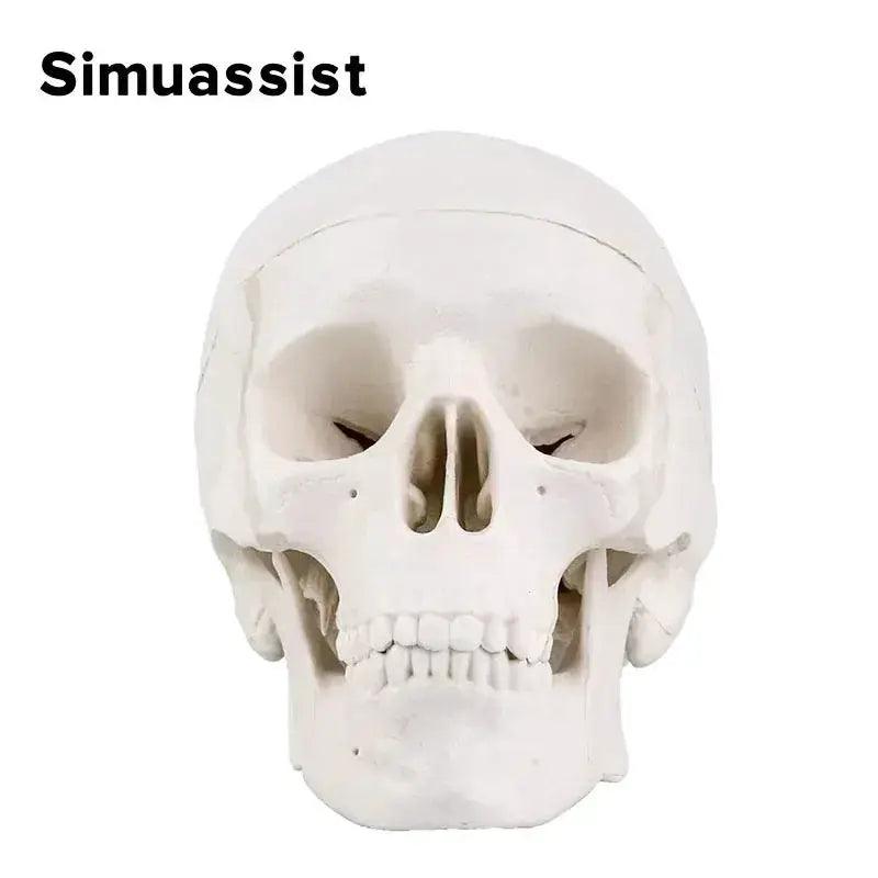  Anatomical Skull Model Removable Calvarium For Teaching -  ToylandEU™
