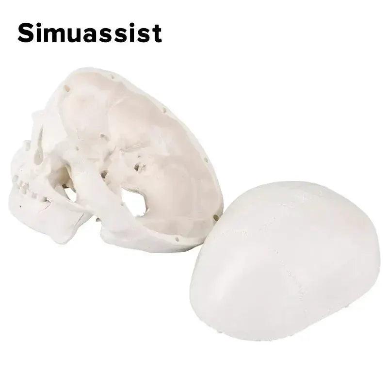  Anatomical Skull Model Removable Calvarium For Teaching -  ToylandEU™