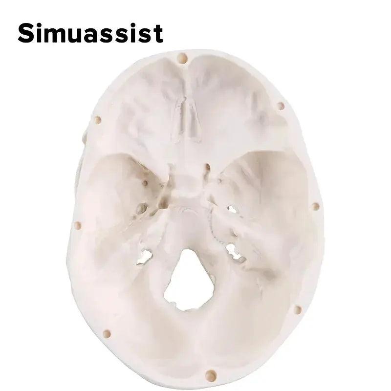  Anatomical Skull Model Removable Calvarium For Teaching -  ToylandEU™