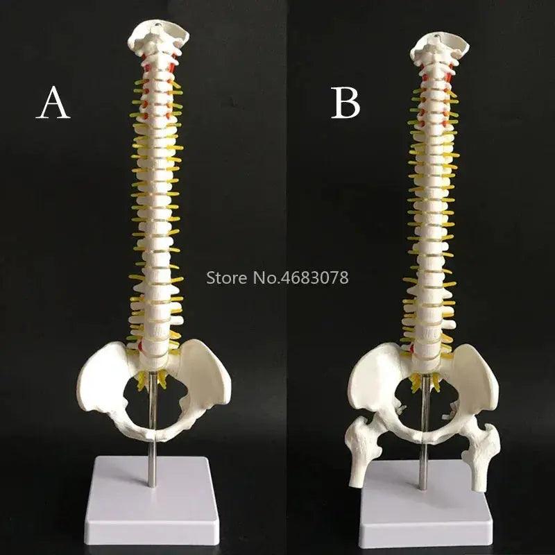  Anatomical Spine And Pelvis Model 45cm PVC Medical Teaching -  ToylandEU™